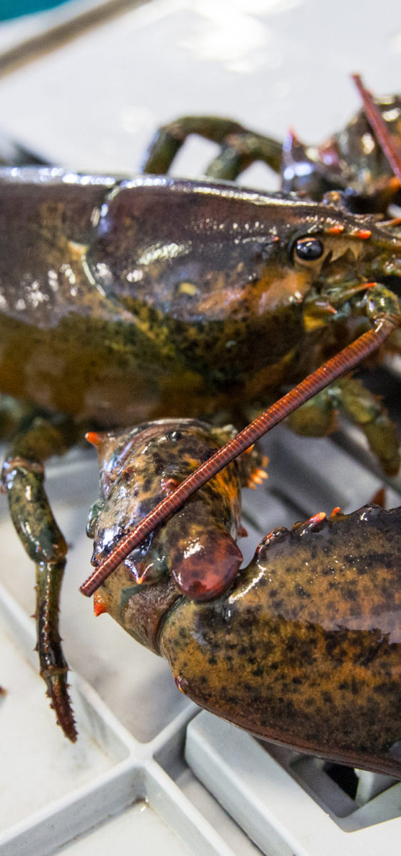 Maine Lobster sits on top of a live lobster tank in Beals, ME