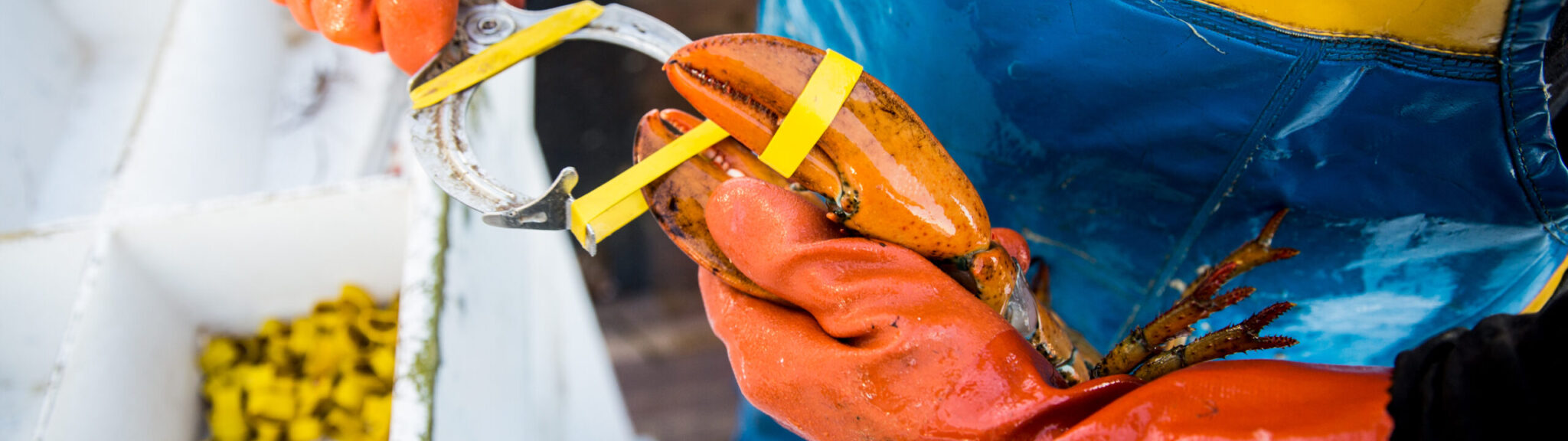 Handling a Delicacy from Trap to Table recipe image