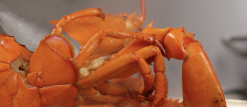 HOW TO: STEAM MAINE LOBSTER